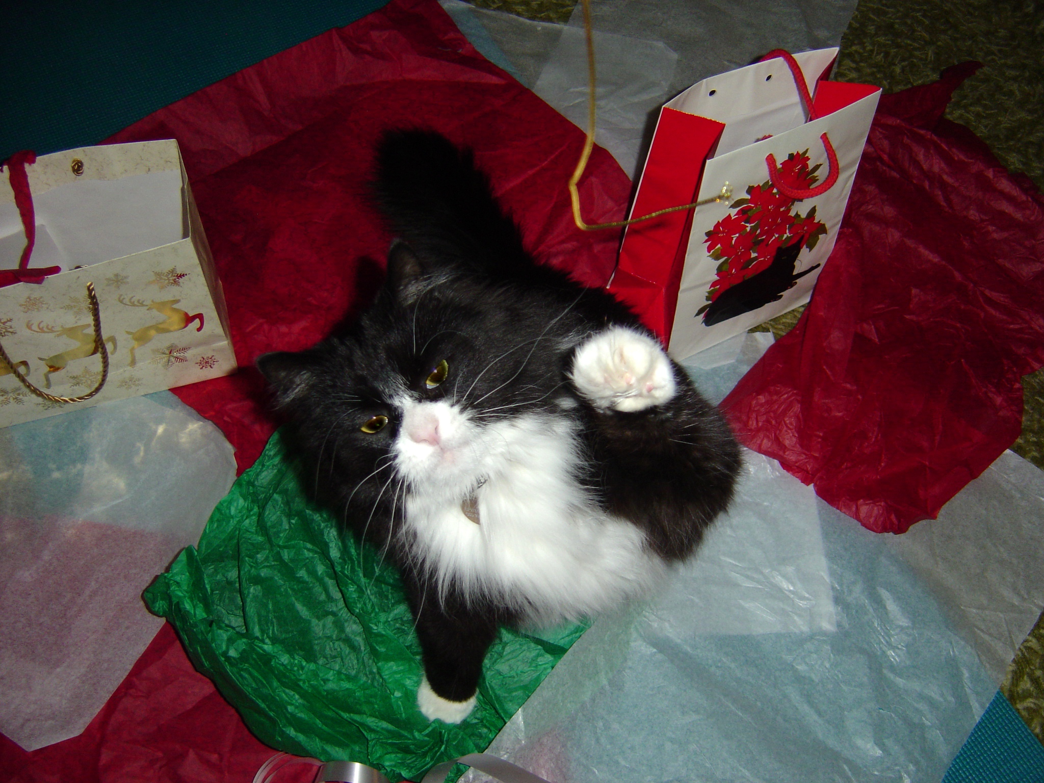 "Flaş! Flaş! Yeni yıl gelmeden hediyeleri tırtıklayan kedi yakalndı!"