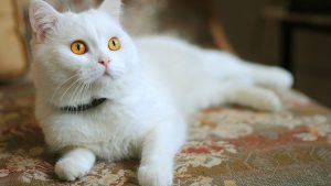 kahraman_kedi