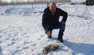 6-yavru-köpek-dondu-petgazete