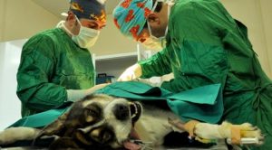 köpek-tümör-ameliyat