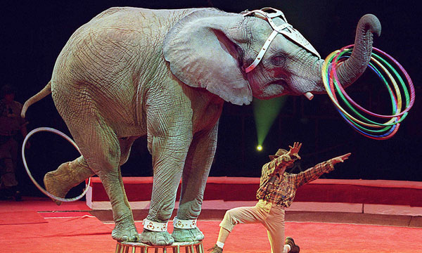 CircusElephant