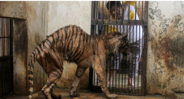 emaciated-tiger-2-surabaya-zoo