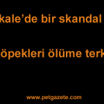 Barınağın koşulları iyi değil