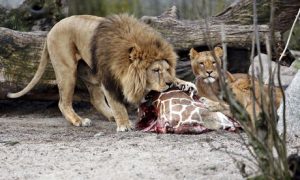 Lions eat Marius