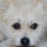 Pazarlar’da ‘Her Okulun Bir Evcil Hayvanı Olsun’ Projesi