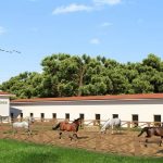 Bakımını Yaptığı Köpekleri, Sözleşme İle Sahiplendiriyor