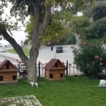 Dünyanın En Yaşlı Evcil Hayvanı Tommy 121. Yaşını Kutladı