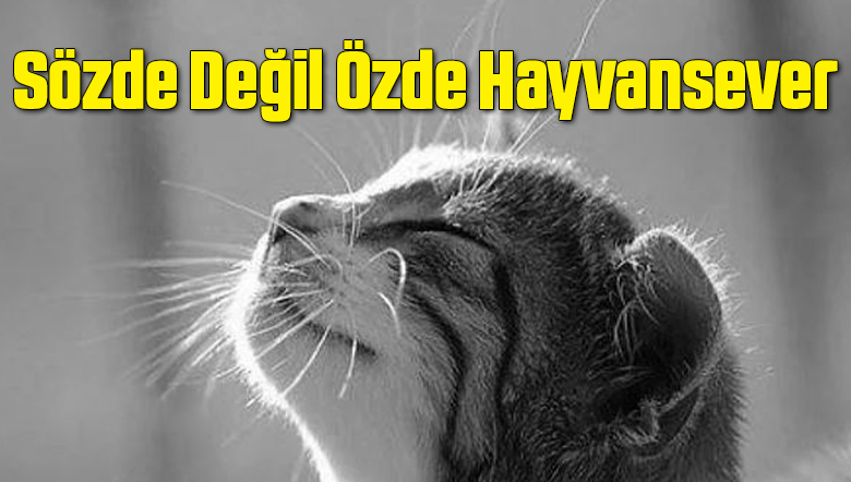 KEDİCİK (2)
