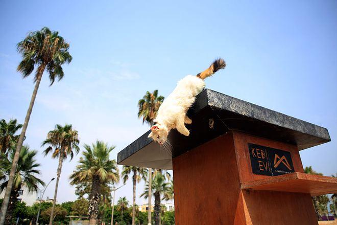 Mersin’de sahil bandındaki kedi evleri can dostlara yuva oldu