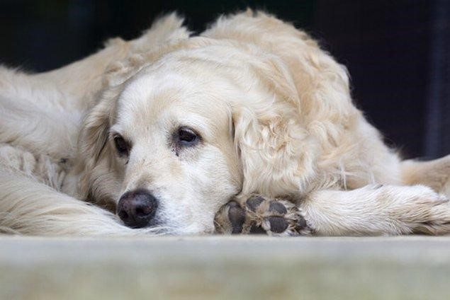 köpeklerde ateş