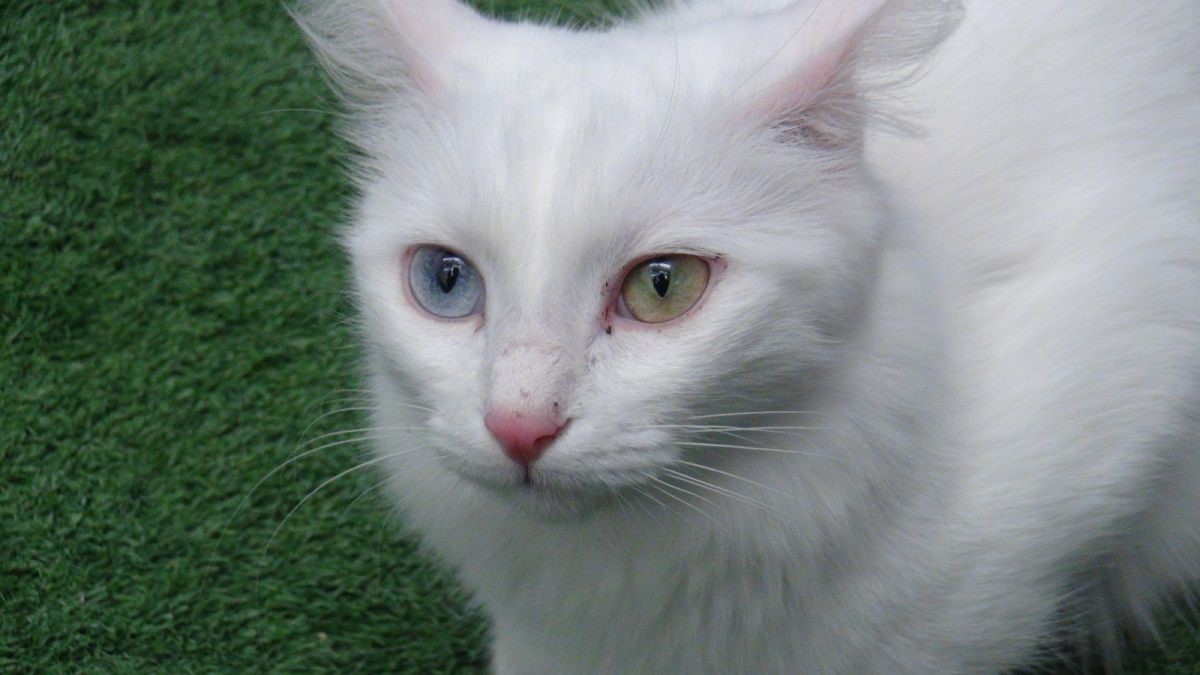 Van kedisi, dünyanın en güzel kedileri arasına girdi