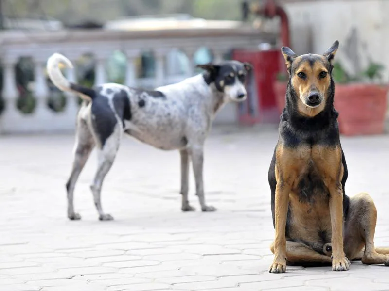 Sokak Köpekleriyle Nasıl İletişim Kurarız