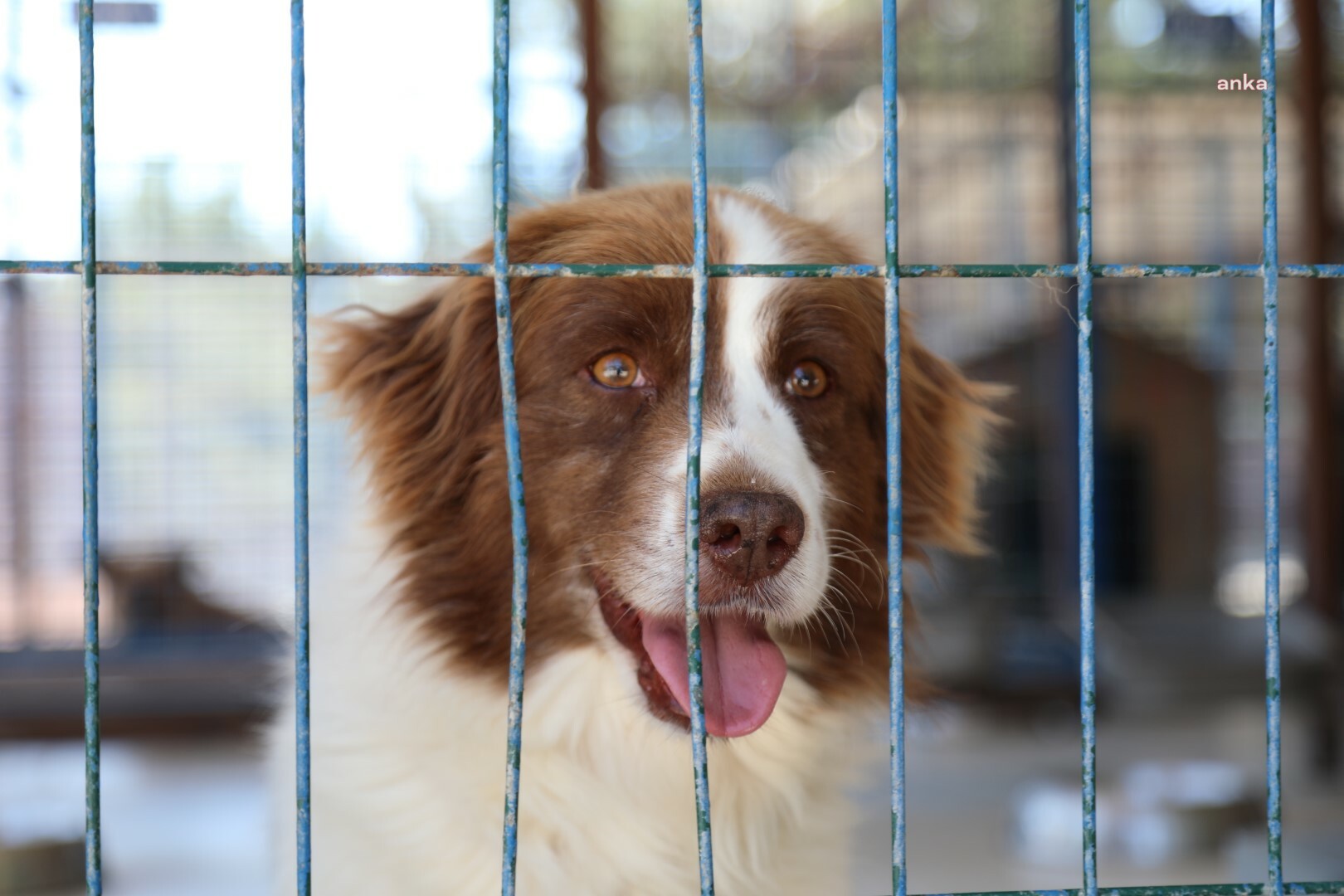 köpek