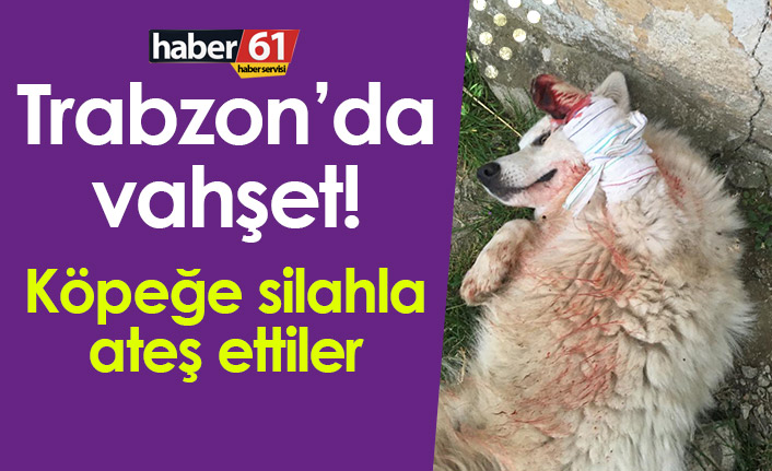 trabzon_da_vahset_kopege_silahla_ates_ettiler_h452937_0e0b8