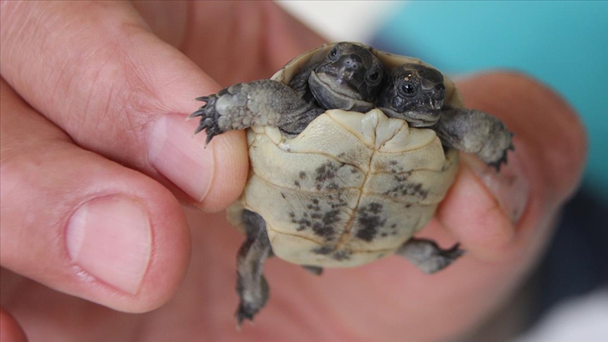 Antalya’da Bulunan Çift Başlı Kaplumbağa Yavrusu Korumaya Alındı