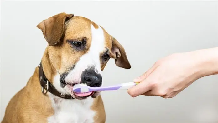 Evcil Hayvanlarda Diş Sağlığı Neden Önemli?