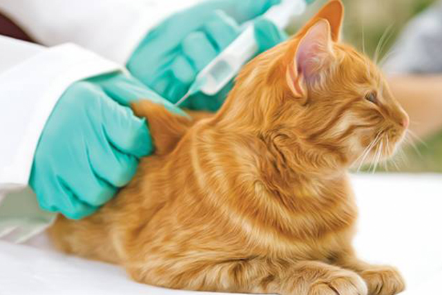 Kedilerde Aşı Sonrası Dikkat Edilmesi Gerekenler