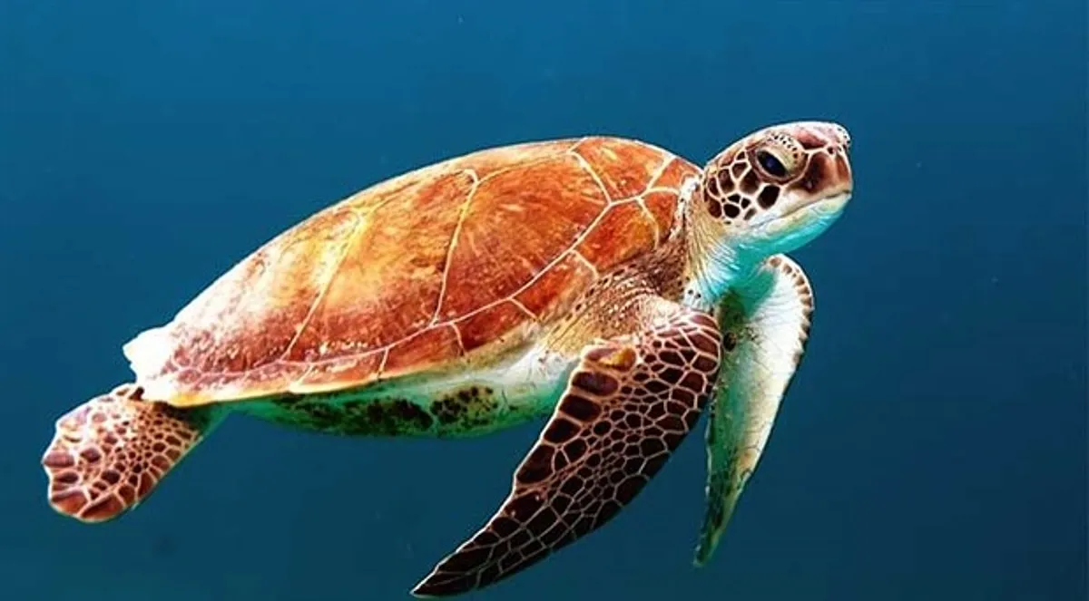 Panama’da ‘Kaplumbağa Hakları’ Yasası Kabul Edildi