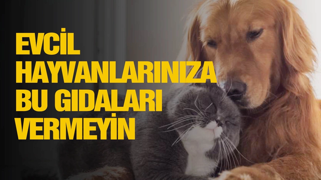 evcil-hayvanlariniza-bu-gidalari-vermeyin