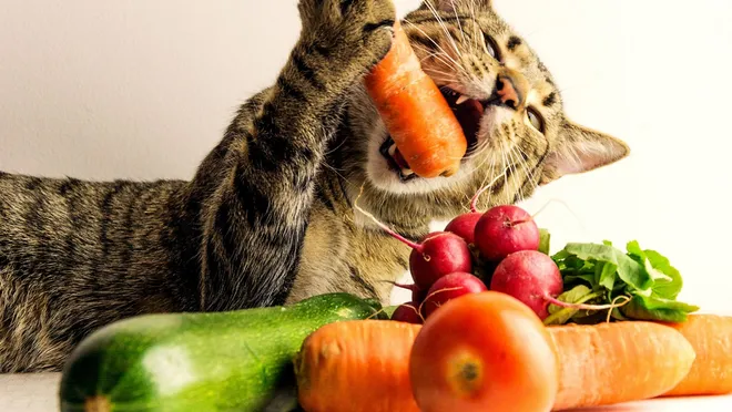 vegan-kedi-2-zn68_cover.jpg