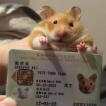 Sigorta Devinden Stratejik Hamle: Zurich ve Honey, Evcil Hayvan Sahipleri İçin Güçlerini Birleştirdi…