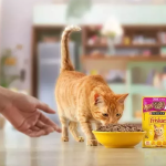 Sigorta Devinden Stratejik Hamle: Zurich ve Honey, Evcil Hayvan Sahipleri İçin Güçlerini Birleştirdi…