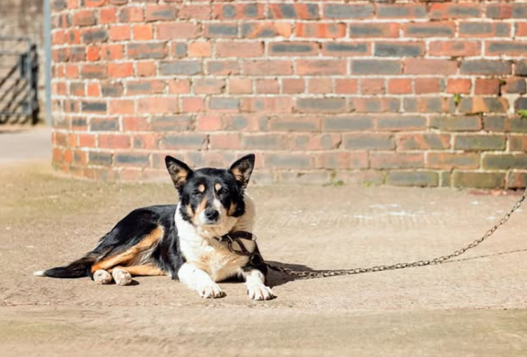 Polonya’da Köpeklerin Dışarıya Zincirlenmesi Tamamen Yasaklandı…