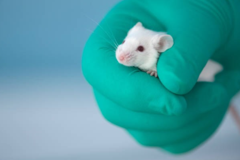 Birleşik Krallık Laboratuvarlarda Hayvan Deneylerini Kademeli Olarak Bitiriyor…