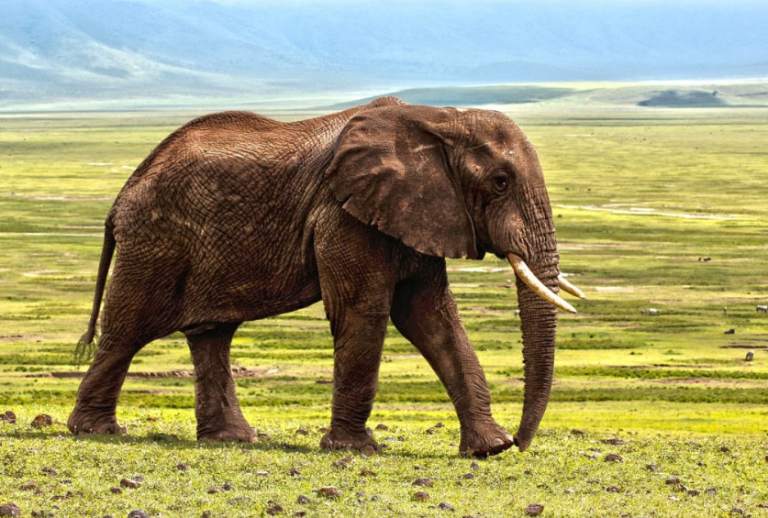 Esaretten Özgürlüğe İlk Adım: Kariba, Portekiz’deki 400 Hektarlık Yeni Evine Kavuştu…