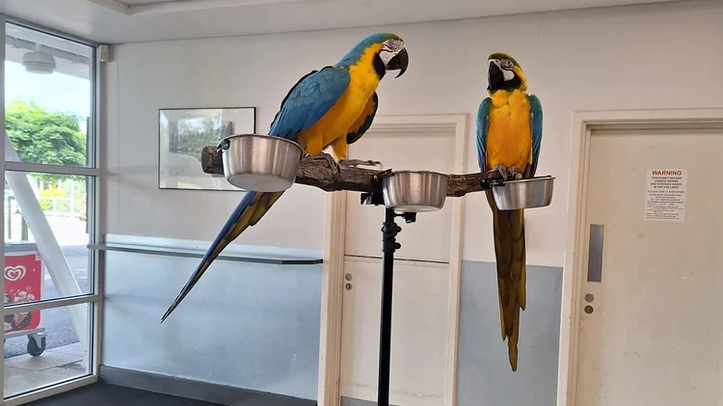 Papağan Meraklıları İçin Dev Buluşma: Uluslararası Uzmanlar “Think Parrots”ta…