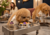 Lyon’da Gurme Dönemi: Sadece Köpeklere Hizmet Veren Restoran “Dogstronomy” Açıldı!