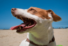 Köpeklerin De Güneş Kremine İhtiyacı Var: Veterinerlerden Uyarı