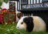 İngiltere’nin En Büyük Guinea Pig Festivali “Piggy Fest 2026” Temmuz Ayında Başlıyor