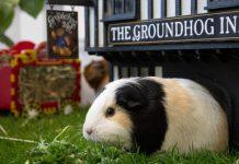 İngiltere’nin En Büyük Guinea Pig Festivali “Piggy Fest 2026” Temmuz Ayında Başlıyor