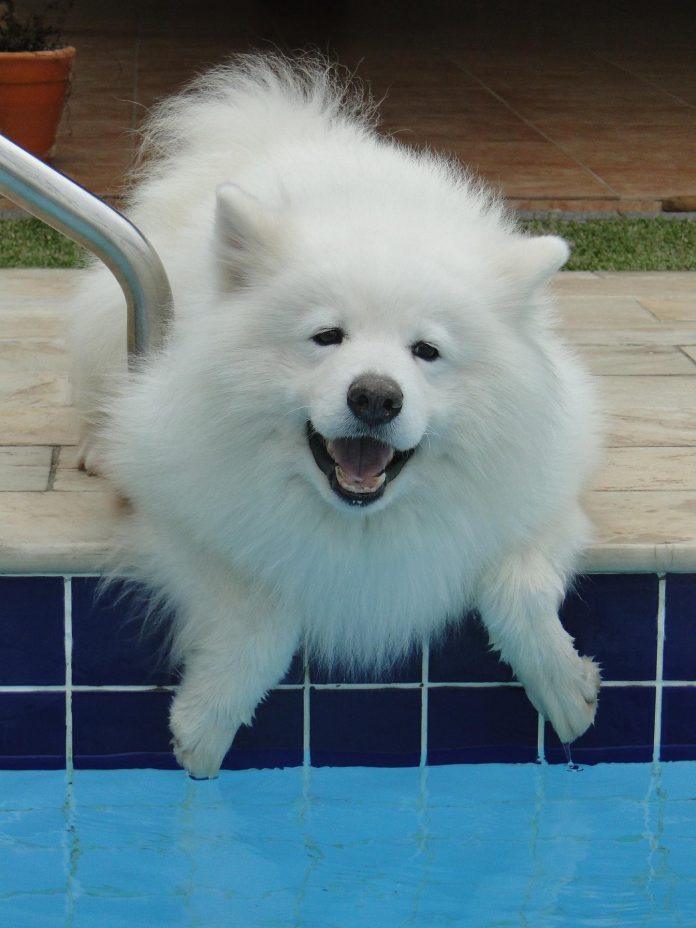 liacarmona-dog-1058789_1920