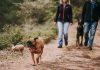 Sonbaharın Sarı Örtüsünde Dört Patili Keşif: İstanbul’da Köpeğinizle Yürüyebileceğiniz Üç Gözde Doğa Rotası